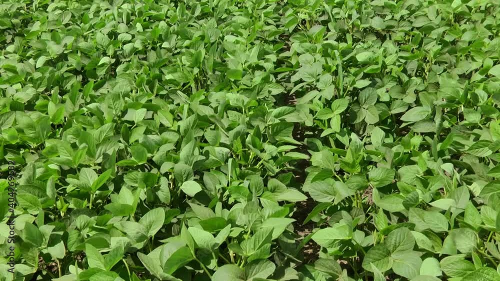 blooming soybeans in the field in spring blooming soybeans in the field in spring