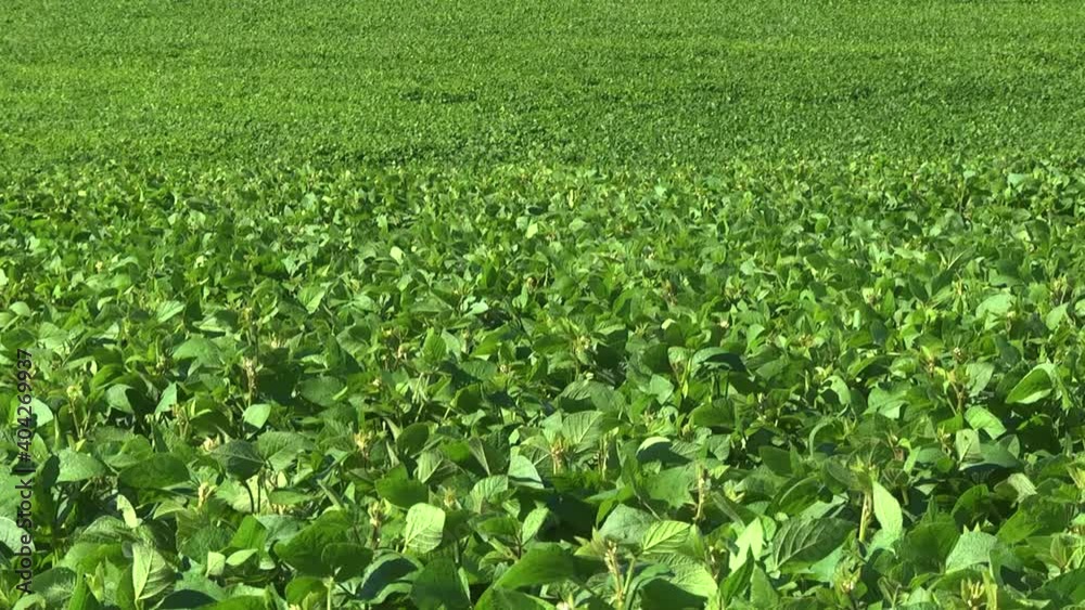 blooming soybeans in the field in spring blooming soybeans in the field in spring