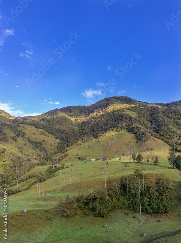 Landscape in Cocora national park in Salento Quindío Colombia. The Colombian Andes.