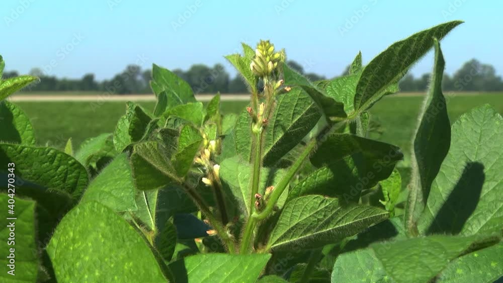 blooming soybeans in the field in spring blooming soybeans in the field in spring