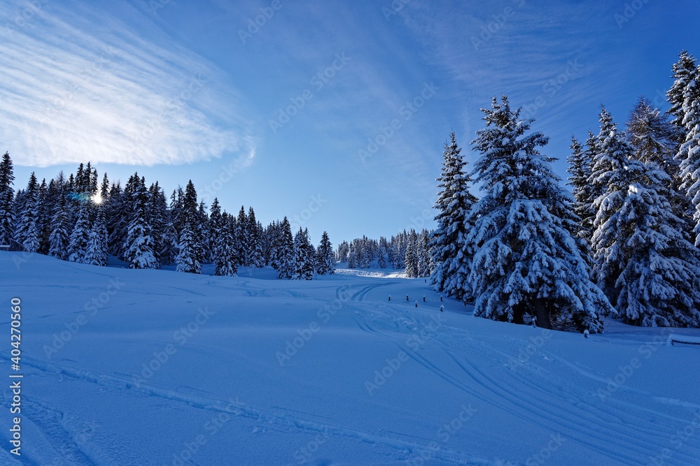 Fototapeta premium snow covered trees