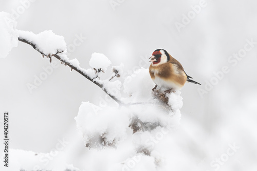Goldfinch (Carduelis carduelis) resting on a frozen branch in winter © AlexandruPh