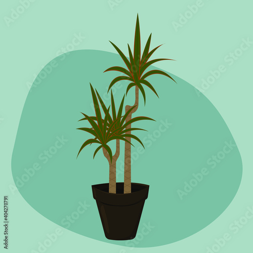 indoor plant dracaena