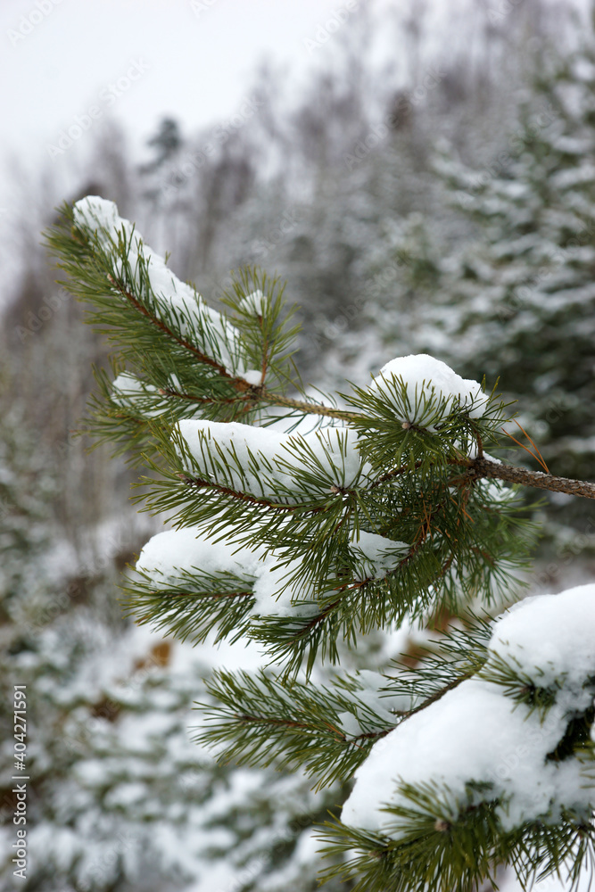 Coniferous snowy forest in winter
