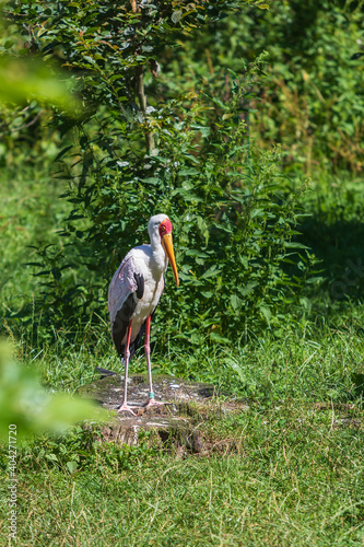 Big bird Nesyt afrika - Mycteria ibis from the Storks family stands in a meadow and there are green bushes around. photo