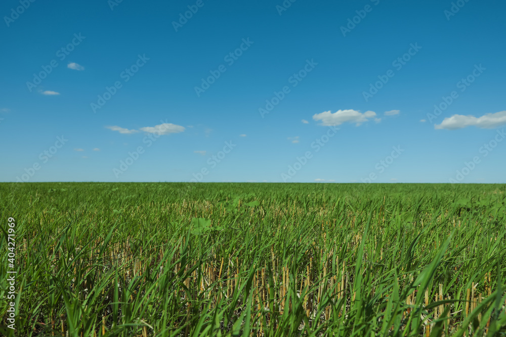 Picturesque view of green grass growing in field and blue sky Picturesque view of green grass growing in field and blue sky