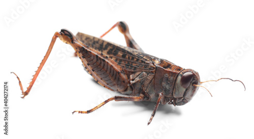 Brown grasshopper isolated on white. Wild insect