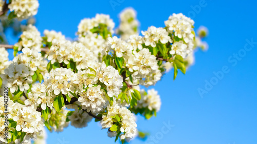 Flowering pear. White pear flowers on a background of blue sky