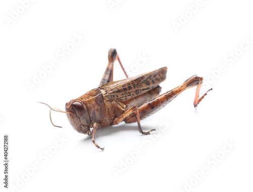 Brown grasshopper isolated on white. Wild insect