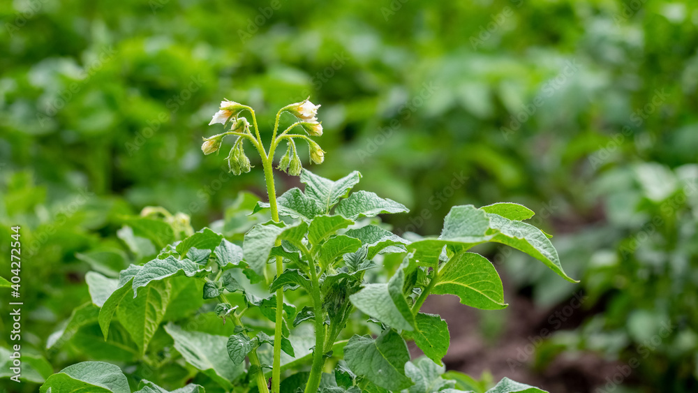 Obraz premium Potato bush in the garden during flowering