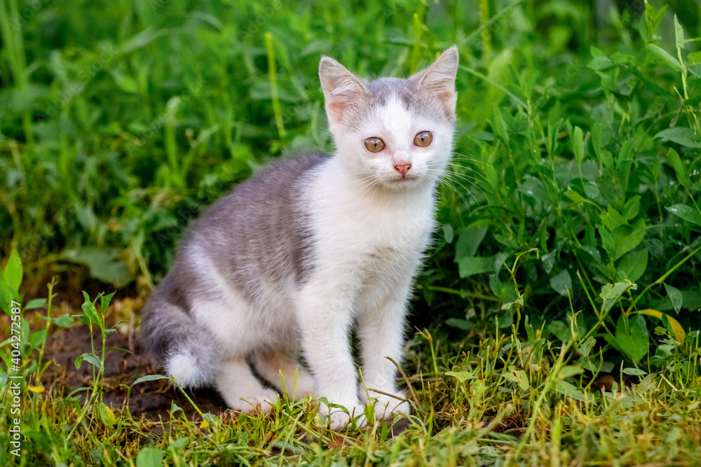 A small kitten sits in the garden among the green grass