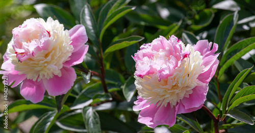 Beautiful pink peonies in the garden.