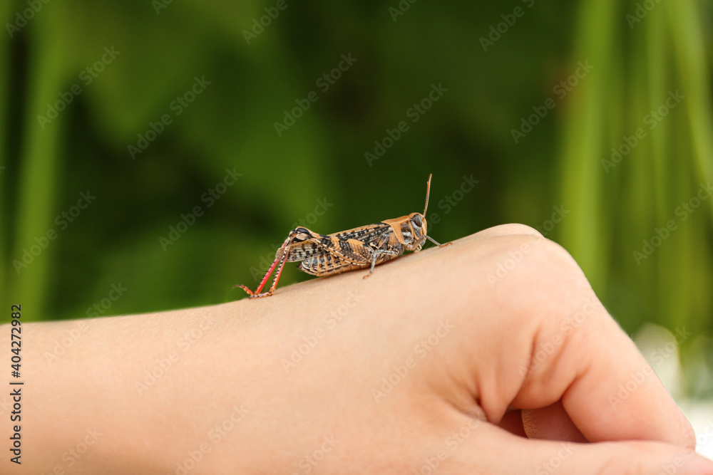 Obraz premium Woman holding common grasshopper outdoors, closeup view