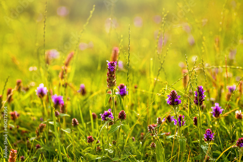 Summer background with meadow flowers among the green grass