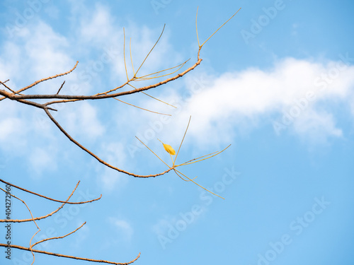 yellow leaf on dry tree branch over blue sky with white clouds a beatiful in nature of lonely dry leaf in autumn foliage