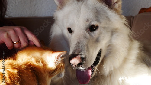Weißer Schäferhund mit seinem Freund, einem Maine Coon Mix Kater
