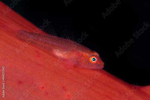 Saltwater goby on muck dive site in Lembeh Strait