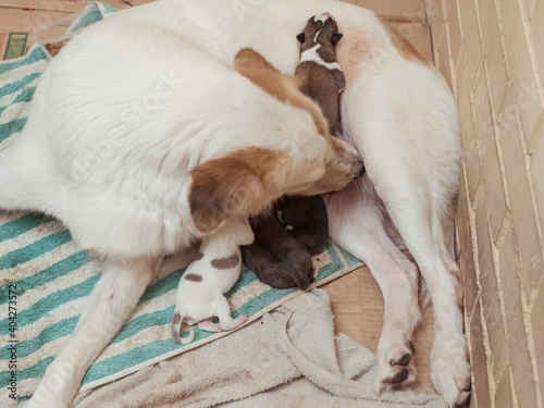 A mother dog cleans her genitals still dirty from childbirth while her newborn puppies suckles on her teats. A devoted and caring canine parent. photo