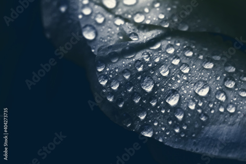 Water drops on petal large