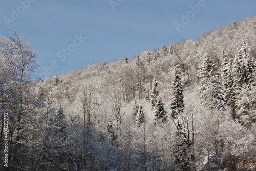 Winter forest in Austria. Snow-covered trees and mountain. Wiestal, Salzburger Land. Europe.