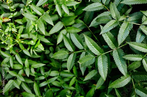 Abstract image of Rubus rosaefolius Miao miao leaves in the garden photo