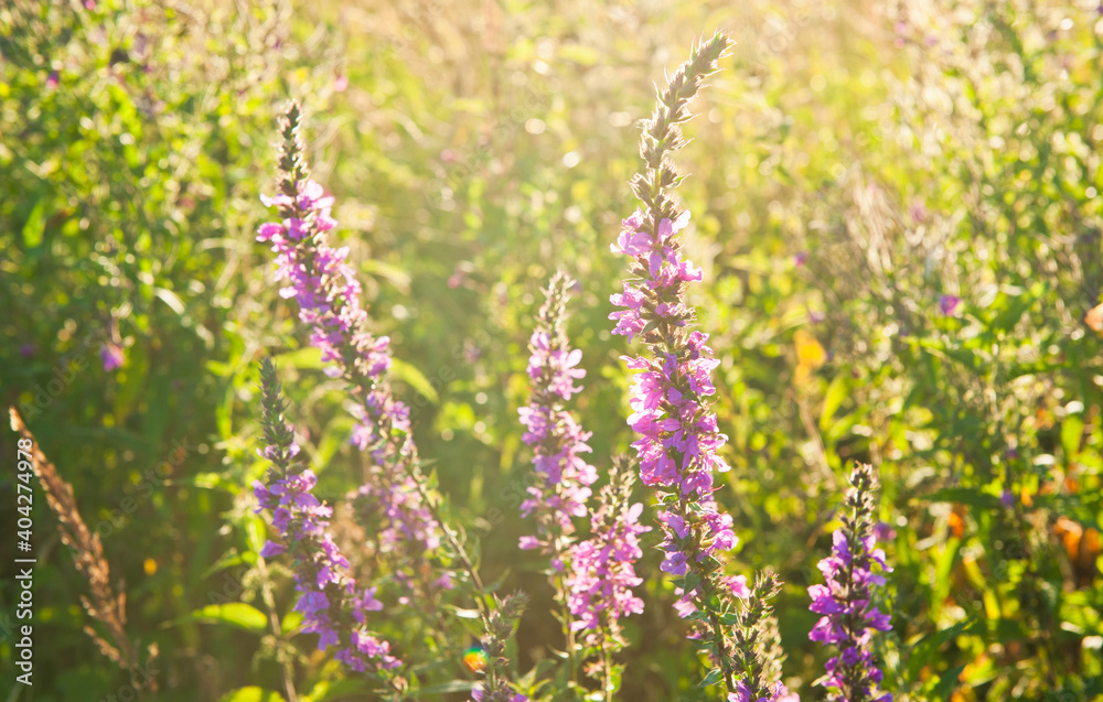 Obraz premium Summer. Field with flowers at sunset (backlight)