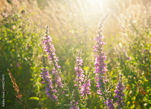 Summer. Field with flowers at sunset (backlight)