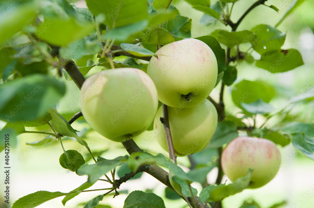 many apples on apple-tree branches in summer day many apples on apple-tree branches in summer day