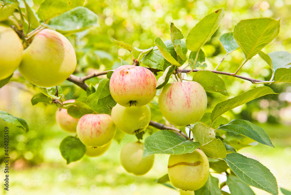 many apples on apple-tree branches in summer day many apples on apple-tree branches in summer day
