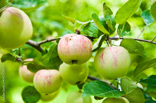 many apples on apple-tree branches in summer day