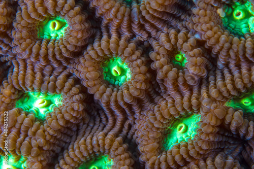 Close up colorful detail of coral polyps