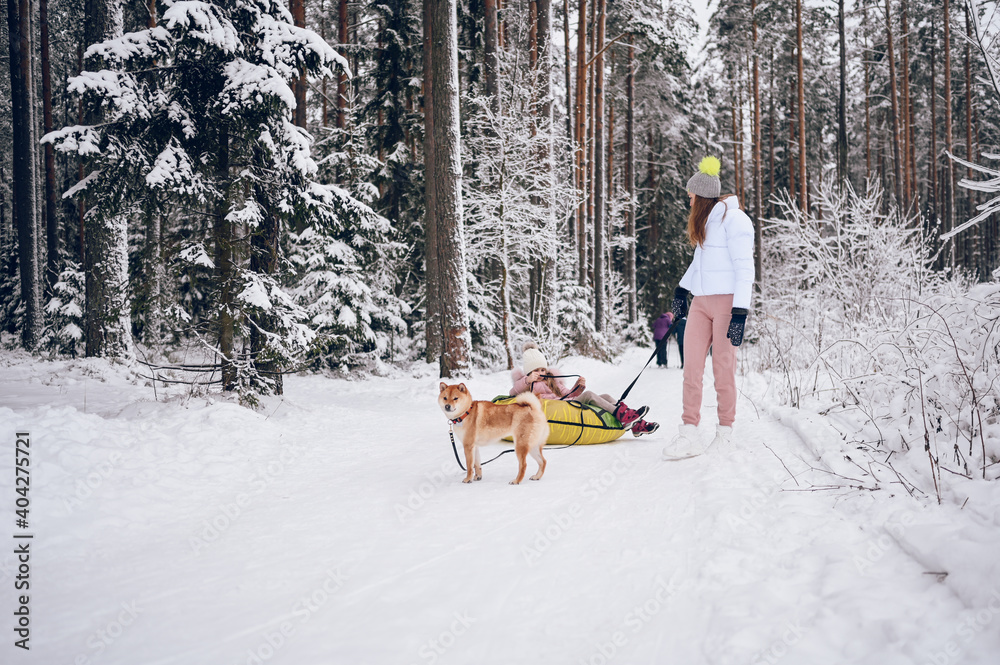 Happy mother and little cute girl in pink warm outwear walking having fun rides inflatable snow tube with red shiba inu dog in snowy white winter forest outdoors. Family sport vacation activities