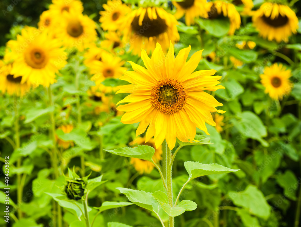 field of sunflowers in summer day field of sunflowers in summer day