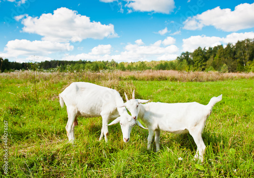 Two domestic goats in a meadow in a sunny summer day © E.O.