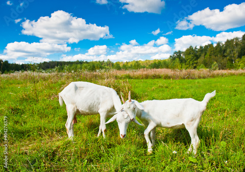 Fototapeta Naklejka Na Ścianę i Meble -  Two domestic goats in a meadow in a sunny summer day