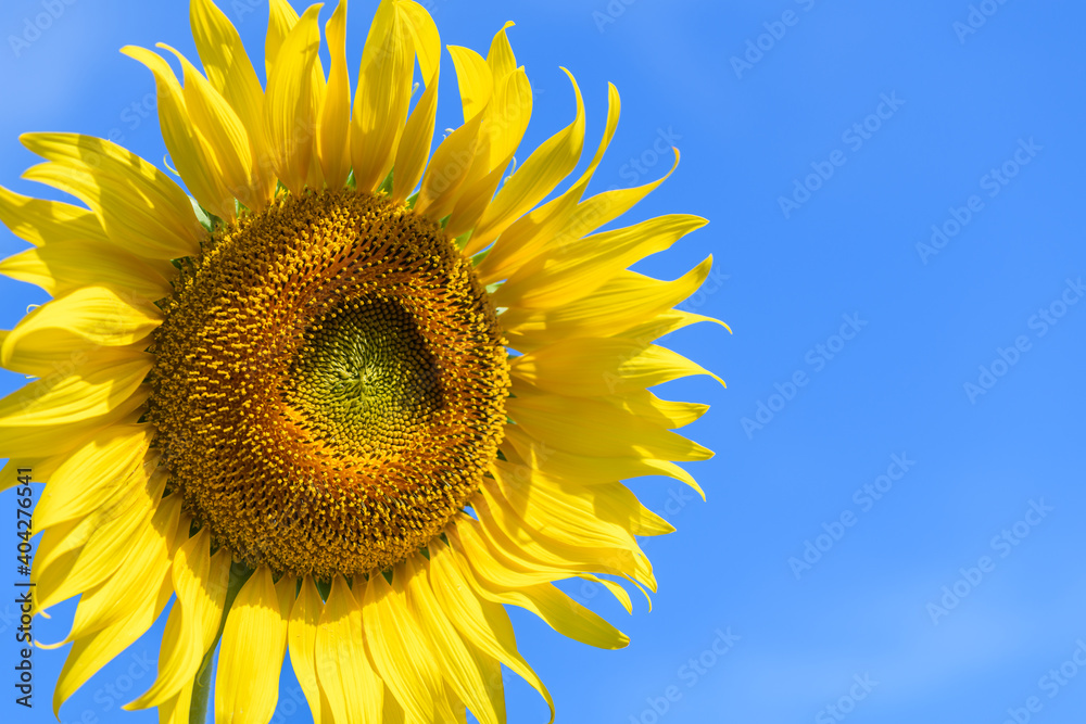 Close up of sunflower on blue background at sunflower field in Lop buri province, Close up of sunflower on blue background at sunflower field in Lop buri province,