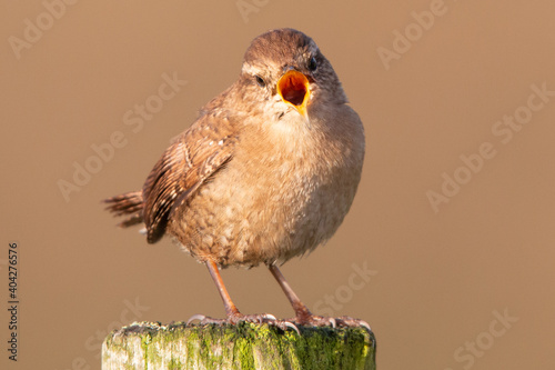 Wren singing and staring at camera on fence post against brown background