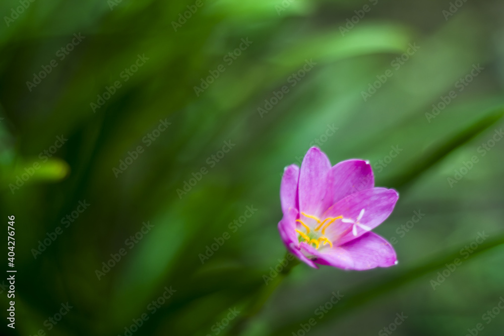 Close-up of pink Crocus growing in the field Close-up of pink Crocus growing in the field