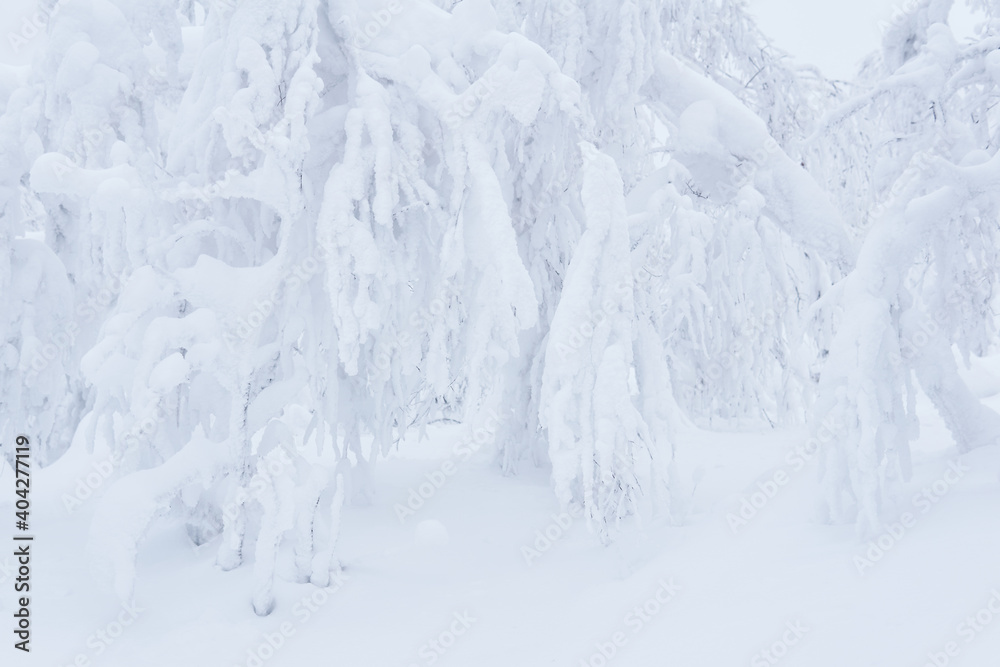 light winter natural background - branches of bushes and trees are covered with snow after a snowfall light winter natural background - branches of bushes and trees are covered with snow after a snowfall