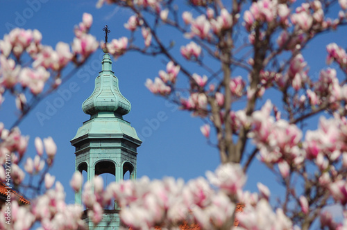 Building through pink bloom, magnolia tree, spring in Warsaw