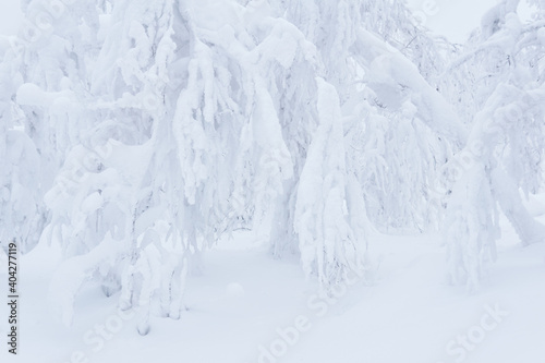 light winter natural background - branches of bushes and trees are covered with snow after a snowfall © Evgeny