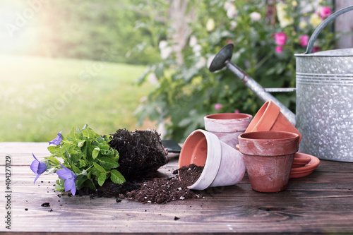Billede på lærred Outdoor garden bench with Balloon flowers and soil spilling from clay pottery in front of a stand of hollyhock plants