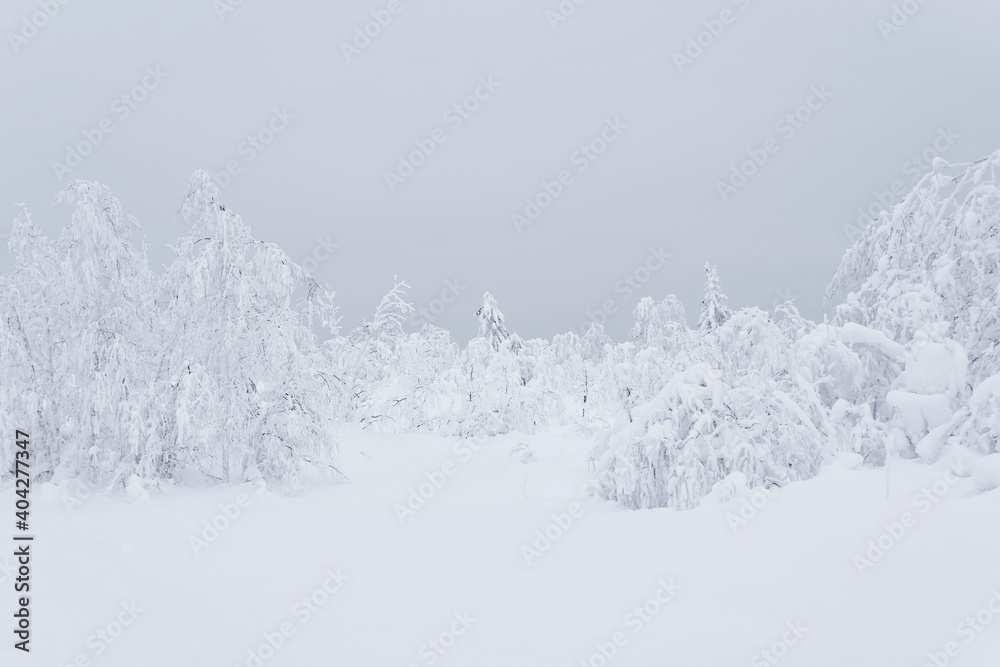 frozen winter mountain forest, trees covered with a thick layer of frost stand in deep snow