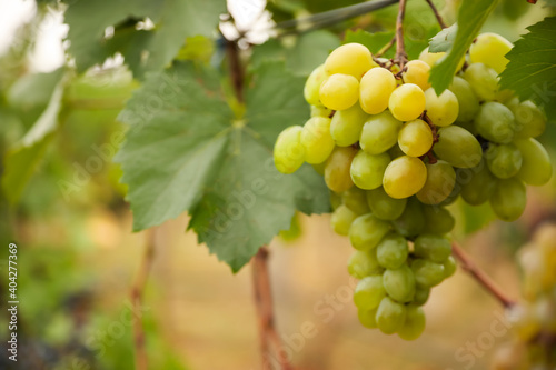 Wallpaper Mural Bunch of ripe juicy grapes on branch in vineyard, closeup. Space for text Torontodigital.ca