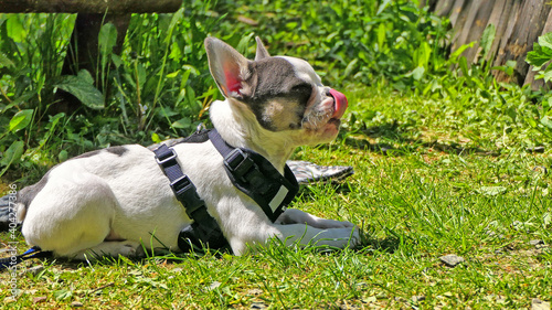 Ruby / Französische Bulldogge