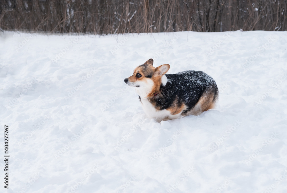 Young three colours welsh Corgi Pembroke run in winter. Looking at camera Young three colours welsh Corgi Pembroke run in winter. Looking at camera