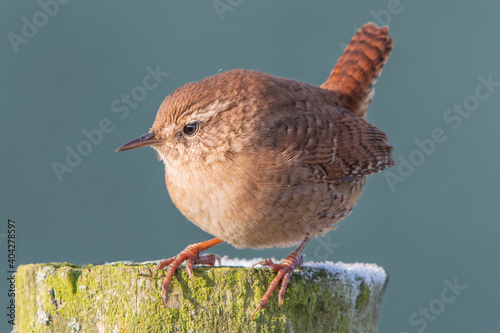 Wren on frosty fence post with erect tail against blue background
