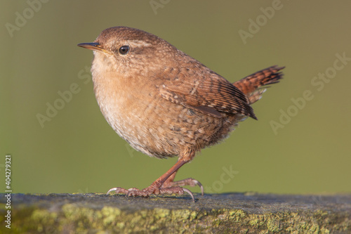 Wren standing tall on fence against green background
