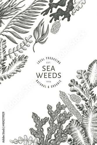 Seaweed design template. Hand drawn vector seaweeds illustration. Engraved style sea food banner. Retro sea plants background