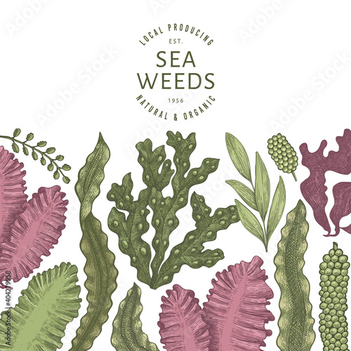Seaweed color design template. Hand drawn vector seaweeds illustration. Engraved style sea food banner. Retro sea plants background